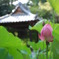 蕾