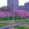 隅田川汐入公園の桜
