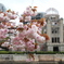 平和公園の桜