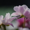 立てば芍薬