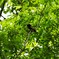 平和の森（サンコウチョウ）