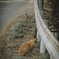 山猫
