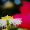 路傍の花