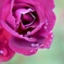 雨に咲く花