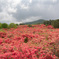 徳仙丈山　ヤマツツジ群生
