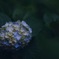 2025 紫陽花始まる