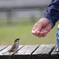 ゴハンください