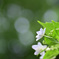 隅田の花火