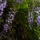 藤の花