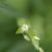ハコベの花
