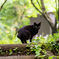 新緑の中の黒猫