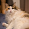我が家の三毛猫