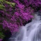 紫色の花咲く滝