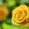 Yellow Rose