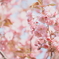 2025 八重桜