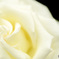 白薔薇