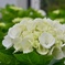 紫陽花記録　最終