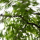 green cosmos