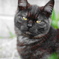 黒い仔猫