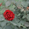 情熱の薔薇
