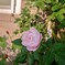 蕾3つに薔薇ピンク