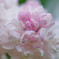 Rainy lilac