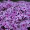 道端の芝桜