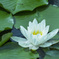 睡蓮