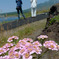利尻と花と観光者