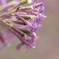 Silene armeria