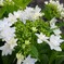 墨田の花火 