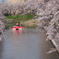 桜愛でる川