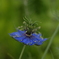 何でもない庭の花②