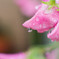DSC02725lub