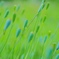 風に揺蕩う
