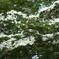 ヤマボウシ