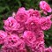 バラの花