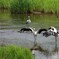 野生のコウノトリ