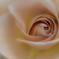 brown rose