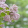 リラの花♡
