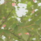 最後のさくら♡