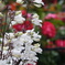 DSC02350