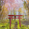 俵真布神社の山桜。