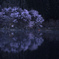 遠い夜明け　P1074688zz