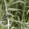 Parus cinereus