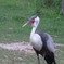 sitting bird
