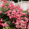 薔薇