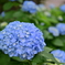 紫陽花