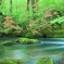 新緑の奥入瀬渓流