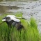 野生のコウノトリ２